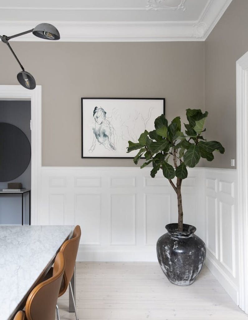 Plante luksus på budsjett Plante luksus på budsjett